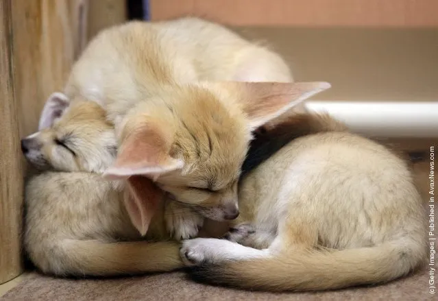 Baby Fennec Fox