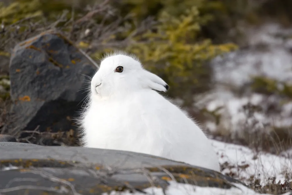 Arctic Hare