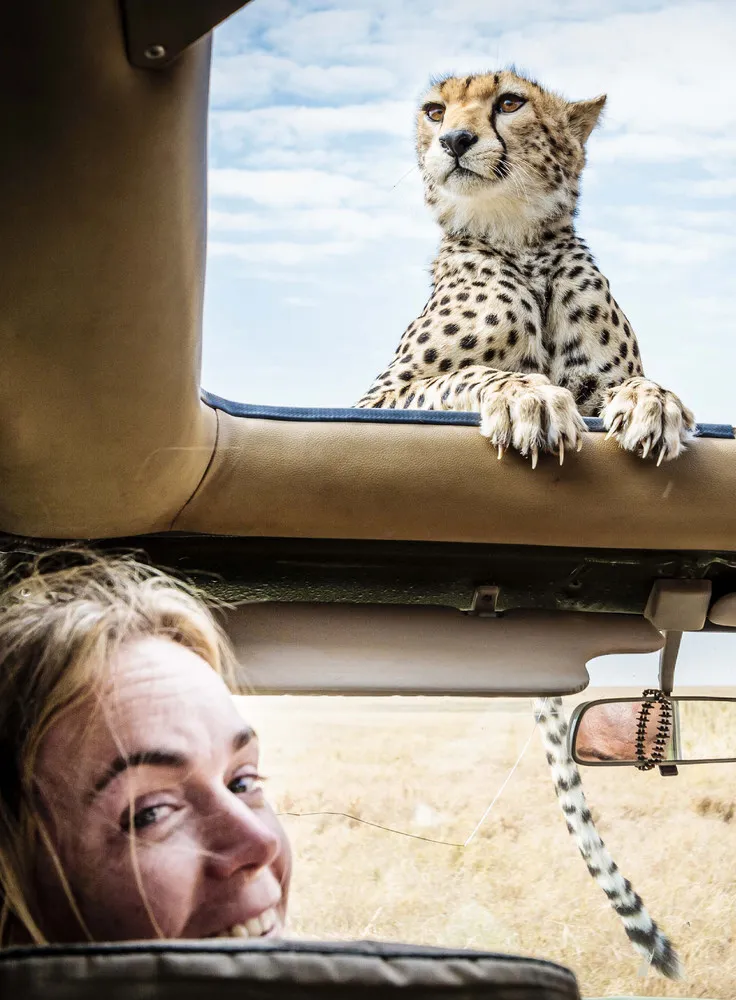 A Cheetah Encounter in the Serengeti