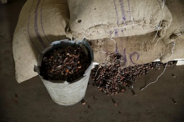 A pail containing cocoa beans is seen in a warehouse at a cocoa processing factory in Ile-Oluji village in Ondo state, southwest Nigeria March 29, 2016. (Photo by Akintunde Akinleye/Reuters)