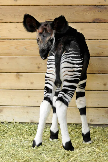 In this May 19, 2015 photo provided by the Chicago Zoological Society, in Brookfield, Ill.,  Will, a 1-month-old okapi calf is shown at the Brookfield Zoo, in Brookfield, Ill.. The okapi, also known as the “forest giraffe” is a rare hoofed mammal native to the dense Ituri Forest in the Democratic Republic of Congo. (Photo by Jim Schulz/ Chicago Chicago Zoological Society via AP Photo)