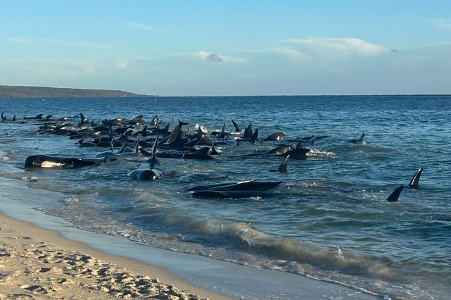 This handout photo taken and released by the Department of Biodiversity, Conservation and Attractions on April 25, 2024 shows pilot whales stranded at Toby's Inlet near Dunsborough in Western Australia. Marine biologists raced on April 25 to save more than 100 pilot whales after a mass stranding on an Australian beach, with officials fearing many will have to be euthanised. (Photo by Department of Biodiversity, Conservation and Attractions/Handout via AFP Photo)