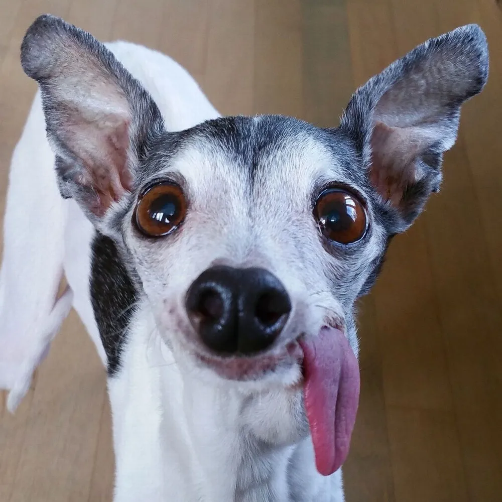 Zappa Dog with a Floppy Tongue