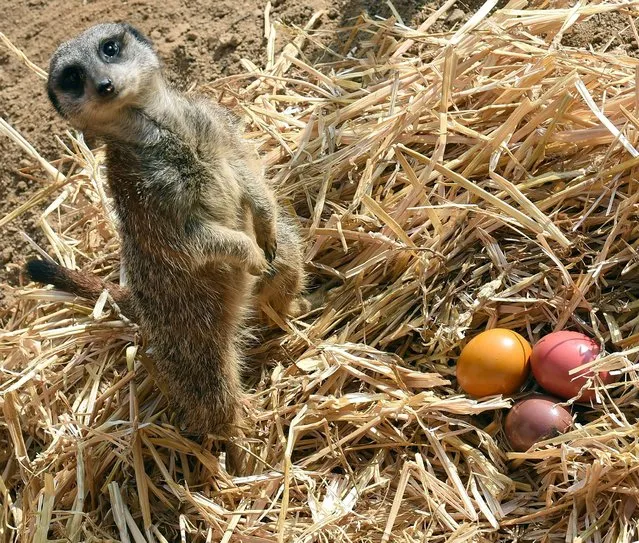 A meerkat guards colored Easter eggs at the zoo in Hannover, Germany, Thursday, April 3, 2014. The zoo keepers surprised the animals with an Easter egg hunt on the first day of the Lower-Saxon Easter school holidays. (Photo by Holger Hollemann/AP Photo/DPA)