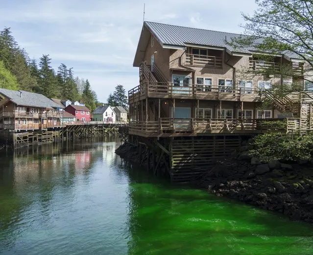 In this Wednesday, April 20, 2016 photo, Green dye makes its way through Ketchikan Creek in Ketchikan, Alaska. Authorities say the green water flowing in the Ketchikan Creek that caused some panic and drew a response from multiple agencies was the result of a prank. Officials have determined that the dye dumped into the water on Wednesday is non-toxic. Ketchikan police talked to the man responsible for the dye, but he was not arrested or cited. (Photo by Taylor Balkom/Ketchikan Daily News via AP Photo)