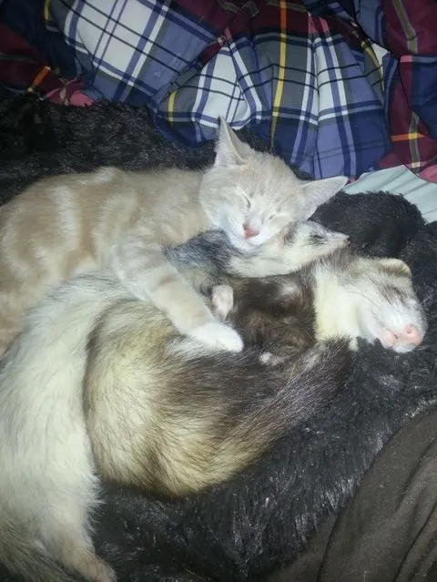 Unlikely Friendship Of A Kitten And Ferrets