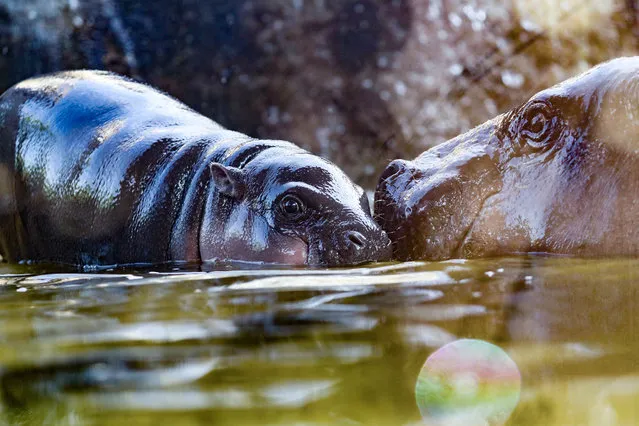 Two-days-old male Pygmy hippopotamus (L) and its mother Chiao Chiu at an enclosure in Taipei Zoo, Taipei, Taiwan, 13 August 2019. (Photo by Ritchie B. Tongo/EPA/EFE)
