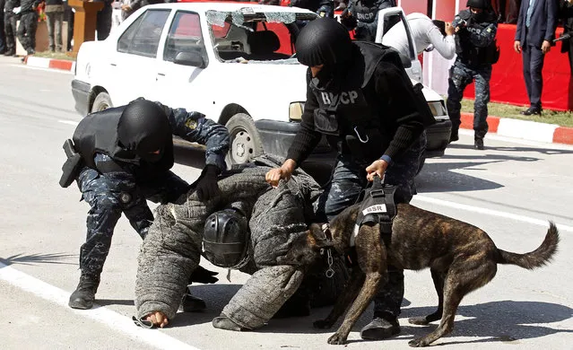 A man acting as a terrorist is attacked by a dog from the canine unit of Tunisia's police during an exercise in the police's barracks in Tunis, Tunisia April 13, 2017. (Photo by Zoubeir Souissi/Reuters)