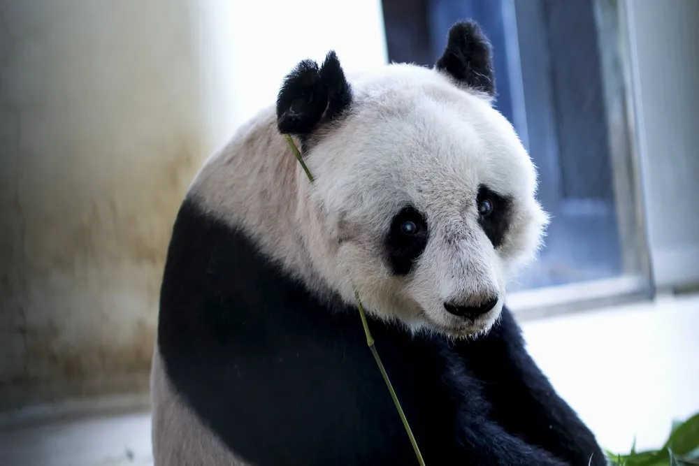 The Oldest Giant Panda