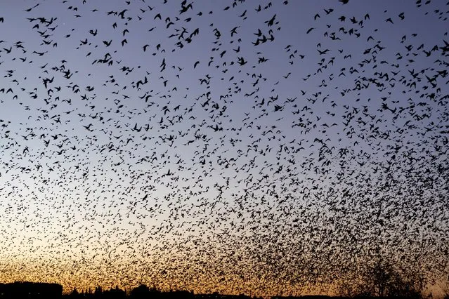 Thousands of starlings take wing at dawn in Zaragoza, northeastern Spain, early morning 31 January 2022. The birds fly west, lea​ving Zaragoza to come back at sunset to sleep in parks and trees in the city. (Photo by Javier Belver/EPA/EFE)