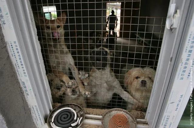 Stray dogs at the 'Ping An A Fu' (safe and happy) Homeless Animals Rescue Center in Nanjing