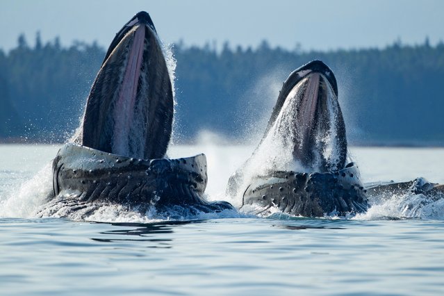 Close-up shots of the mouths of humpback whales (Megaptera novaeangliae) feeding in Tongass National Forest near the village of Angoon in Alaska on June 1, 2014. (Photo by Paul Souders/AFP Photo via Getty Images)