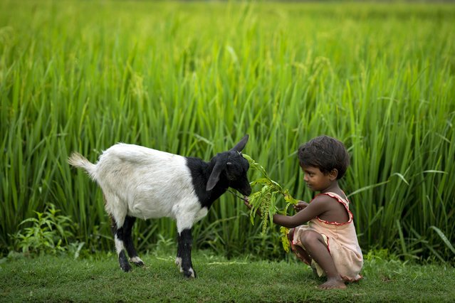 A nomadic girl feeds a goat on the outskirts of Gauhati, India, Saturday, April 30, 2022. (Photo by Anupam Nath/AP Photo)