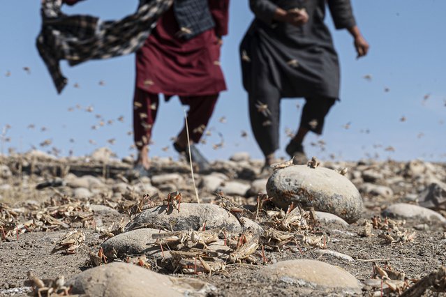 Farmers walk amidst a locusts swarm near a wheat field at Kandali area in Sholgara district, Balkh province, on June 4, 2023. Hundreds of thousands of locusts have descended on crops in northern Afghanistan, under the helpless gaze of farmers and their families already stalked by famine. (Photo by Wakil Kohsar/AFP Photo)