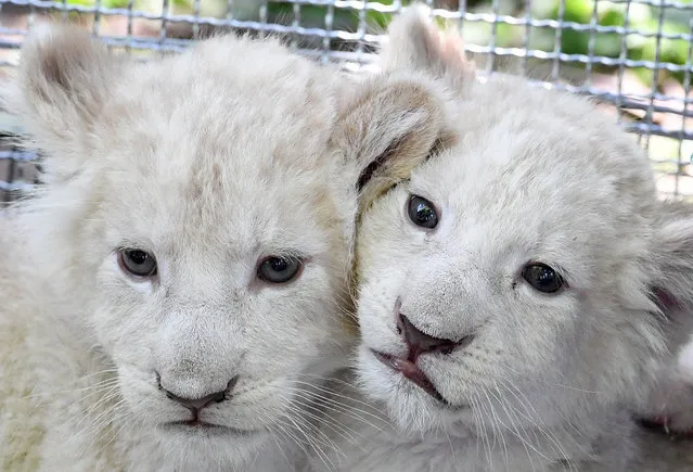 White lion cubs seen at the zoo in Magdeburg, Germany, June 8, 2016. The seven-week-old baby lions weigh more than five kilogrammes each and are reared by hand. White lions are a rare color mutation among African Lions that occurs in nature as well. (Photo by Hendrik Schmidt/ZUMA Press)