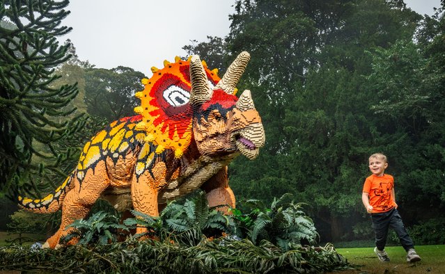 Henry Horner plays next to a Triceratops made of 149,542 bricks, that took 415 hours to build, on display at the Iconic Bricks: Dinosaurs! event at Sewerby Hall in Bridlington, East Yorkshire on Monday, September 2, 2024. (Photo by Danny Lawson/PA Images via Getty Images)