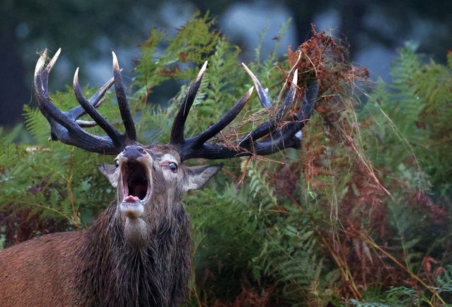 A deer stag barks, as the annual rutting season continues, in Richmond Park, London, Britain, on October 4, 2024. (Photo by Toby Melville/Reuters)