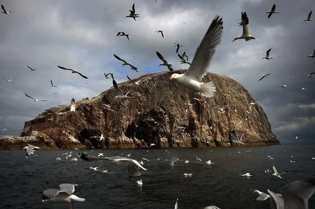 Seagulls fly near Bass Rock where Gannets nesting on in the Firth of Forth on June 18, 2012 in Dunbar, Scotland