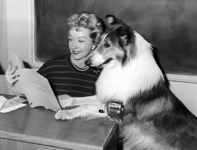 Bonita Granville Wrather, associate producer of the “Lassie” series being taped in Hollywood, and Lassie look over the script, May 31, 1962. (Photo by AP Photo)