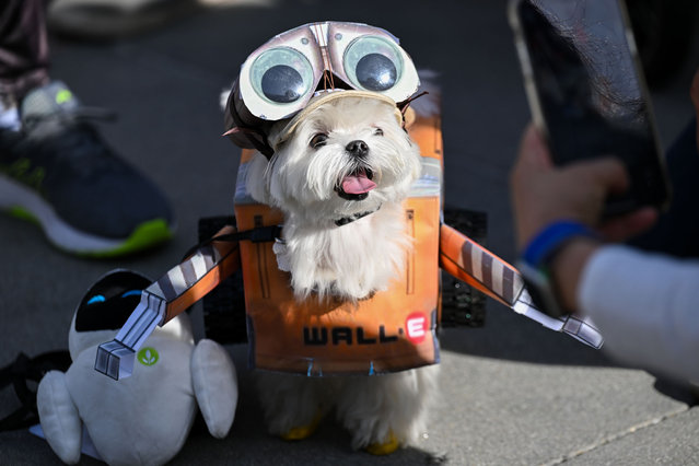 A dog is seen in a Halloween costume participates the Sunnyvale Pet Parade contest in Sunnyvale, California, United States on October 27, 2024. (Photo by Tayfun Coskun /Anadolu via Getty Images)