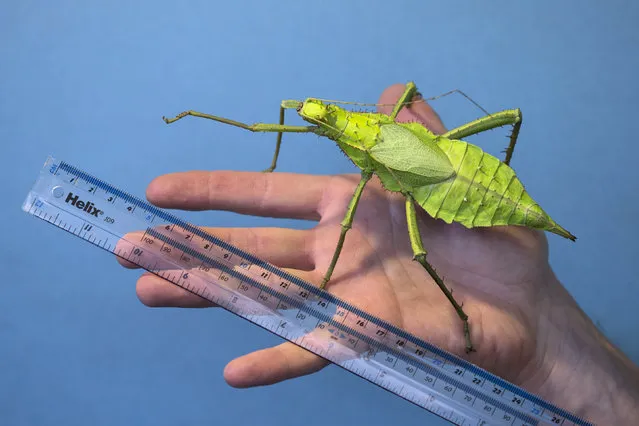 A “jungle nymph” is measured during the annual weight-in ZSL London Zoo on August 21, 2014 in London, England. The height and mass of every animal in the zoo, of which there are over 16,000, is recorded and submitted to the Zoological Information Management System. This is combined with animal measurement data collected from over 800 zoos and aquariums in almost 80 countries, from which zoologists can compare information on thousands of endangered species.  (Photo by Oli Scarff/Getty Images)