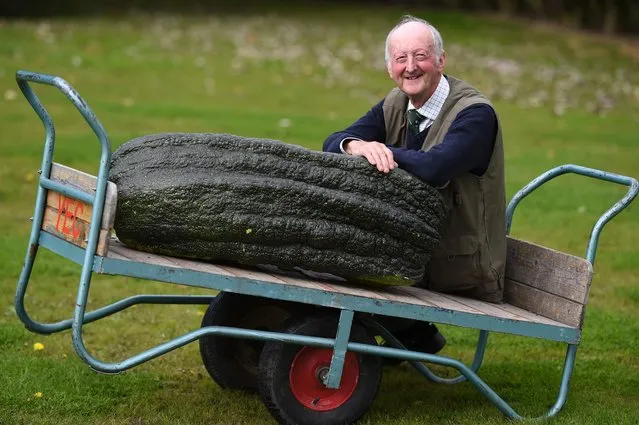 Peter Glazebrook poses for a photograph with his 66.8 kg marrow which won its class in the giant vegetable competition on the first day of the Harrogate Autumn Flower Show held at the Great Yorkshire Showground, in Harrogate, northern England, on September 15, 2017. (Photo by Oli Scarff/AFP Photo)