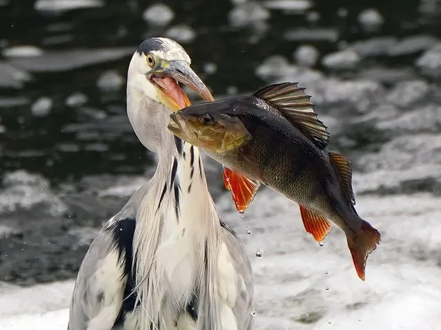 A herring with a perch fish in its mouth in the River Barrow, Carlow in the Republic of Ireland on August 15, 2022. (Photo by Niall Carson/PA Images via Getty Images)