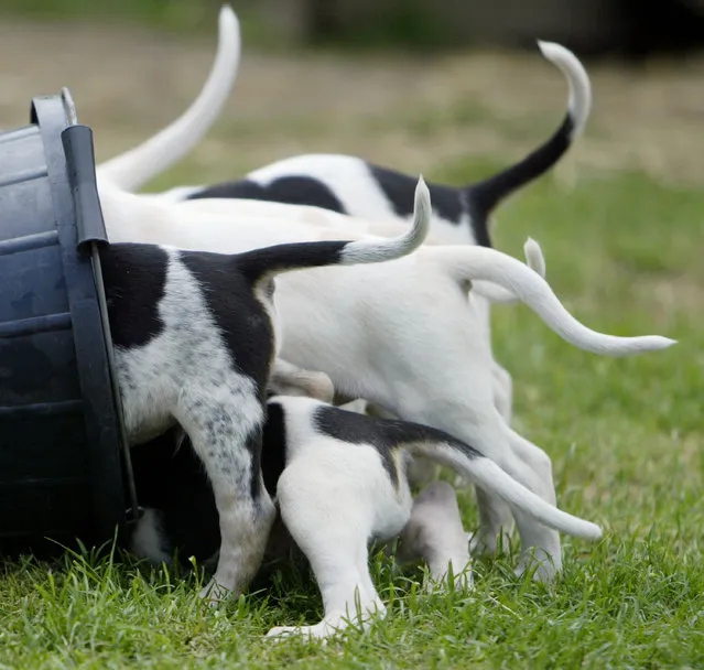 Fox hound puppies feed from a bucket as hunting season approaches July 1, 2003 in East Grinstead, England. (Photo by Ian Waldie/Getty Images)