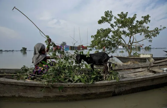 A girl feeds a goat on a boat surrounded by floodwaters at Sildubi village, in the northeastern Indian state of Assam, Friday, July 29, 2016. Torrential monsoon rains have caused widespread flooding in Assam state and forced around 1.2 million people to leave their water-logged homes. (Photo by Anupam Nath/AP Photo)
