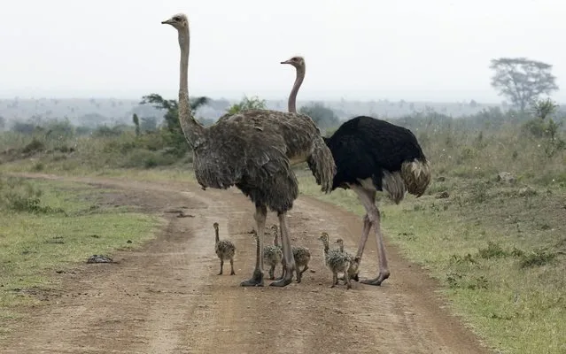 Ostriches are seen crossing a road at the Nairobi National Park in Kenya's capital Nairobi, September 19, 2014. The park is located just 7 km (4 miles) away from the city centre of Nairobi. (Photo by Thomas Mukoya/Reuters)