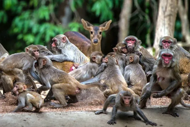 This photo taken on May 17, 2020 shows monkeys scrambling for food during feeding time by rangers at the Hlawga Wildlife Park, outskirts of Yangon that remains closed, amid the concerns of the COVID-19 coronavirus pandemic. Hlawga Park attracts large visitor each months awaiting for reopening with restrictions as preventive measures against coronavirus. (Photo by Ye Aung Thu/AFP Photo)