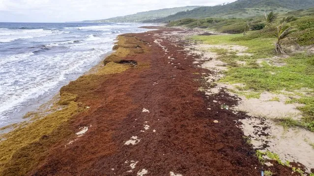Lakes Beach is covered in sargassum in St. Andrew along the east coast of Barbados, Wednesday, July 27, 2022. More than 24 million tons of sargassum blanketed the Atlantic in June, up from 18.8 million tons in May, according to a monthly report published by the University of South Florida’s Optical Oceanography Lab that noted “a new historical record”. (Photo by Kofi Jones/AP Photo)