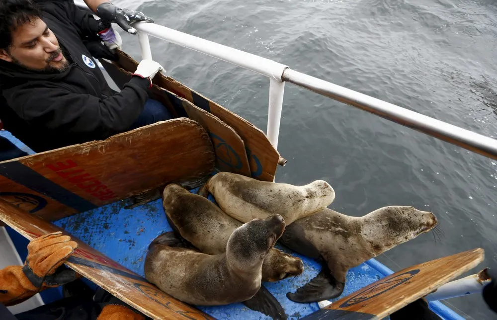 Rescued Sea Lions Released to the Wild in Peru