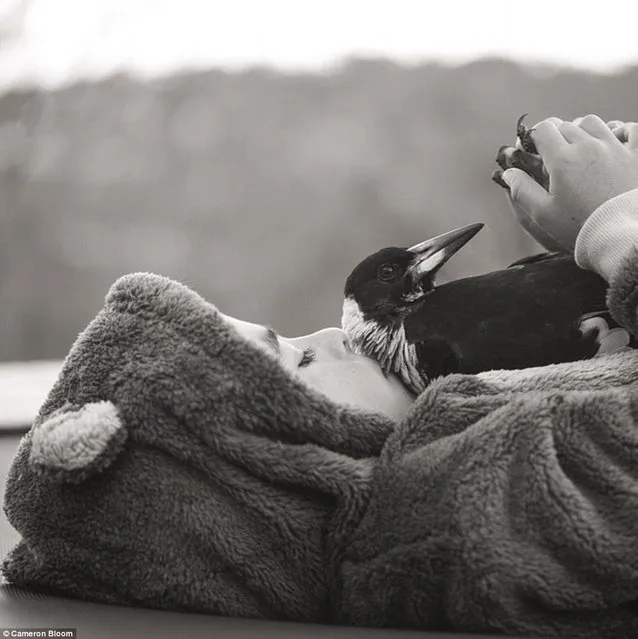 Penguin the Magpie: The Bird That Became A Bloom