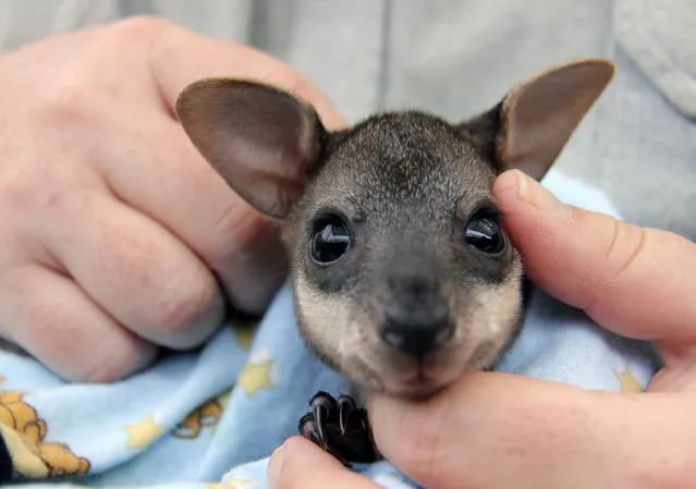 An undated handout picture made avaiable by the Toronga Zoo on October 1, 2014 shows an orphaned Swamp Wallaby joey named “Alkira”, who is being hand-raised by Matt Dea, a Taronga Zoo education co-ordinator, at the Taronga Zoon in Sydney, Australia. (Photo by EPA/Taronga Zoo)