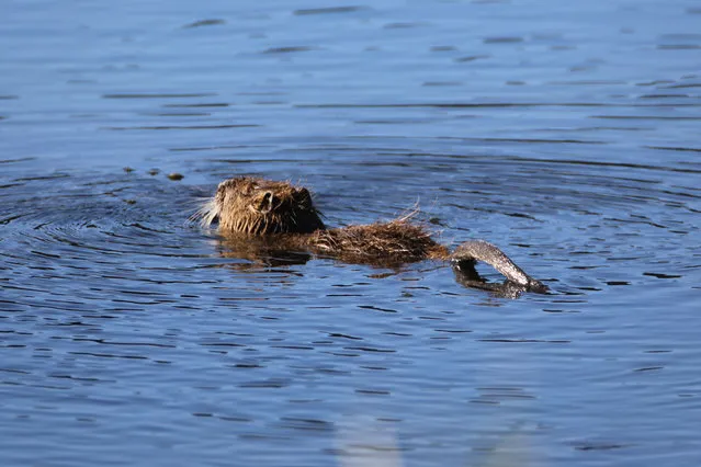 A nutria, also known as coypus or swamp rats, swims in the water near Karasu Reed Field in Igdir, Turkiye on October 08, 2022. Nutrias, originally native to subtropical and temperate South America, live at the foot of Mount Ararat (Mount Agri). (Photo by Huseyin Yildiz/Anadolu Agency via Getty Images)