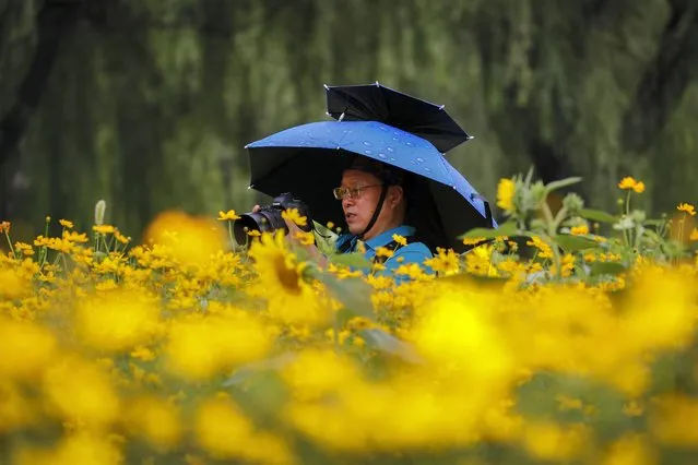A man wearing an umbrella hat browses his photos of blooming wildflowers and sunflowers at the Olympic Forest Park in Beijing, Thursday, July 2, 2020. China reported three new cases of coronavirus, including just one case of local transmission in the capital Beijing, appearing to put the country where the virus was first detected late last year on course to eradicating it domestically, at least temporarily. (Photo by Andy Wong/AP Photo)