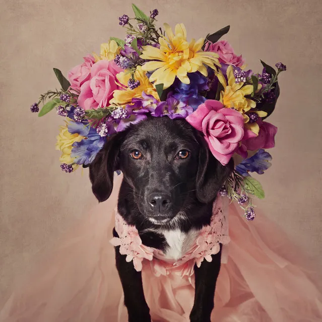 Whinnie is a beautiful little Dachshund and Labrador cross poses for the camera with a beautiful flower crown and dress on, in Arkansas, United States. (Photo by Tammy Swarek/Barcroft Images)