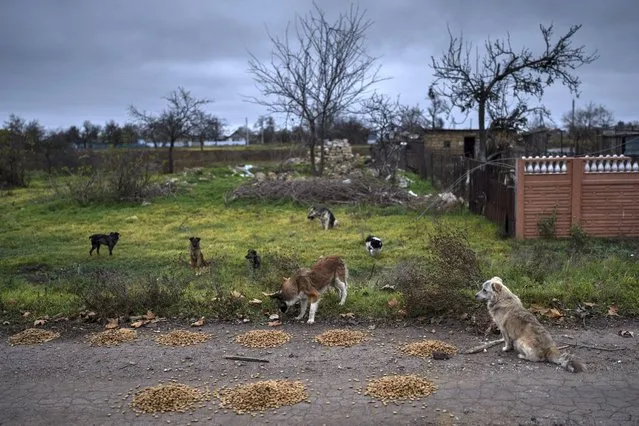 Stray dogs wander around animal food left by Ukrainian volunteers at a street in Liubomyrivka, southern Ukraine, Sunday, November 13, 2022. (Photo by Bernat Armangue/AP Photo)