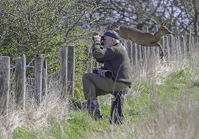 Peter Baker, a wildlife photographer, missed the chance to snap a deer that leapt over a fence a few feet from him in Driffield, North Yorkshire, UK on April 8, 2025. (Photo by Animal News Agency)