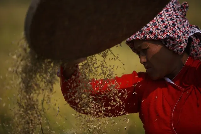 A farmer harvests rice on a field in Lalitpur October 30, 2014. (Photo by Navesh Chitrakar/Reuters)
