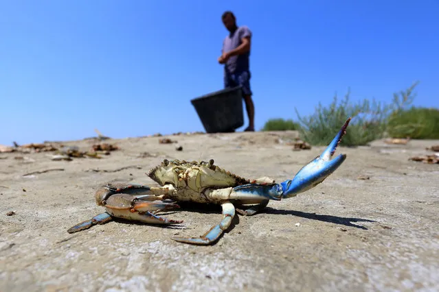 A blue crab is pictured at the Dead River (Lumi i Vdekur) bank near the Divjaka Lagoon on July 24, 2020. The blue crab's colourful claws are pretty but dangerous: ripping up fishing nets and upsetting ecosystems off Albania's coast, the invasive species is a source of daily anguish for Balkan fishermen struggling to make ends meet. Native to the Atlantic, the crustacean started emerging in Albania's Adriatic waters over a decade ago, aided by warming sea temperatures. (Photo by Gent Shkullaku/AFP Photo)