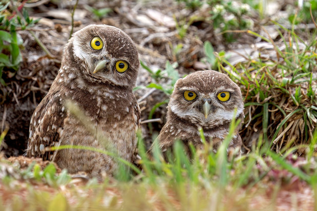 Two burrowing owlets seen at the entrance to their burrow in Davie, Florida, on May 11, 2025. These petite raptors are about the size of a soda can and are one of the few owl species that nest and roost in burrows, often digging them or taking over abandoned ones from other animals. (Photo by Ronen Tivony/ZUMA Press Wire/Rex Features/Shutterstock)