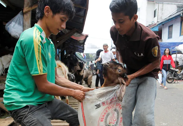 Men prepare a goat for delivery for the upcoming Muslim Eid Al-Adha holiday at a market in Jakarta, Indonesia September 11, 2016. (Photo by Iqro Rinaldi/Reuters)