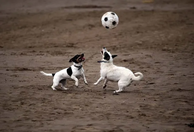 Dogs play on the beach close to the rebuilt Weston Grand Pier in Weston-super-Mare, England. (Photo by Matt Cardy)