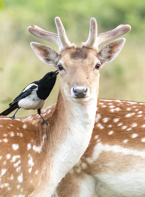 A magpie checks for ticks and insects in the coat of a fallow deer in Richmond Park, west London on June 11, 2025. (Photo by Rick Findler/Story Picture Agency)