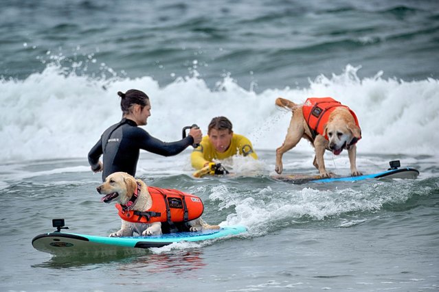 Rosie a 2 1/2 year-old Labrador from Santa Cruz, Calif., takes off on a wave ahead of Charlie, a 10-year-old Lab from San Diego, during the 28th Annual Purina Pro Plan Incredible Dog Challenge Western Regionals Competition in Huntington Beach, Calif., on Friday, June 20, 2025. (Photo by Richard Vogel/AP Photo)