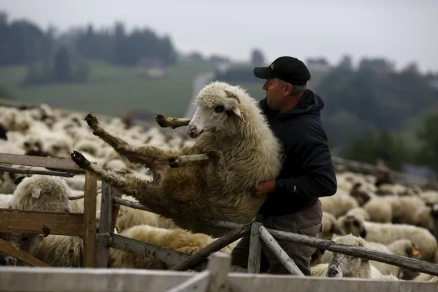 An owner holds his sheep that he found among a herd during "rozchod", which in local language means giving back sheep to owners, during autumn Redyk in Gron village, Tatra Mountains region of southern Poland October 7, 2015. (Photo by Kacper Pempel/Reuters)
