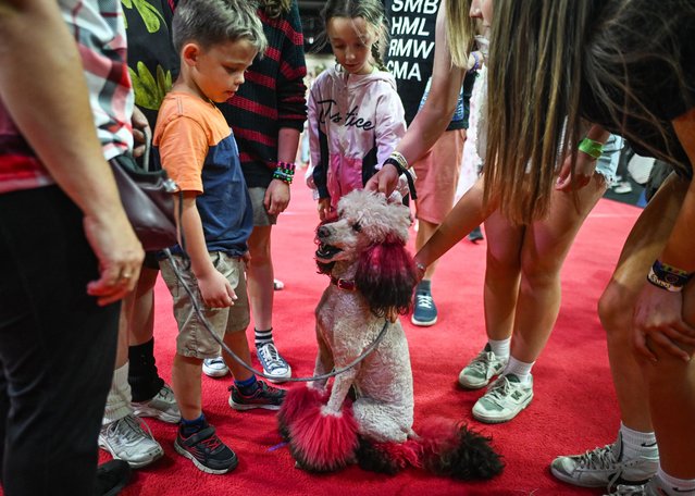 Joline, a Poodle, meets with his supporters at the end of Wild Wild Woof A SuperDogs Country & Western Spectacle at the 2025 K-Days Festival in Edmonton, Alberta, Canada, on July 26, 2025. With fast-paced races, gold-prospecting stunts, and plenty of tail-wagging charm, the SuperDogs deliver a high-energy country show the whole family can cheer for. (Photo by Artur Widak/Anadolu via Getty Images)