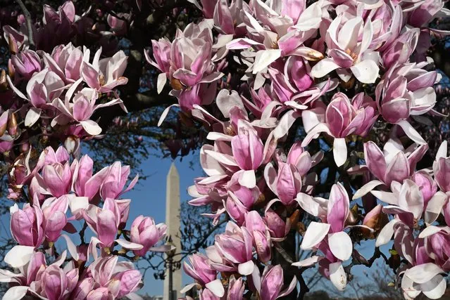 A blooming magnolia tree frames the Washington Monument on Tuesday March 07, 2023 in Washington, DC. (Photo by Matt McClain/The Washington Post)